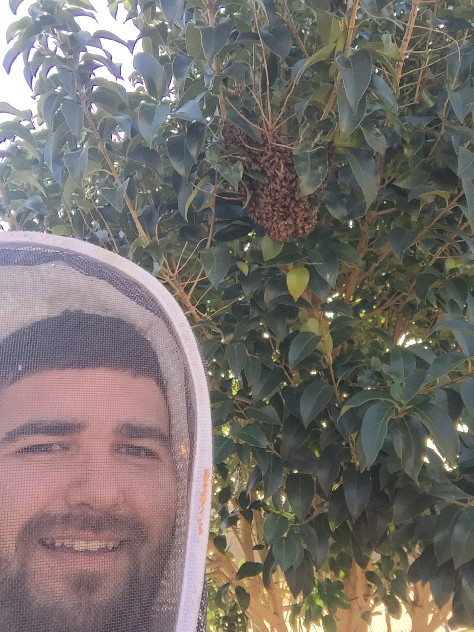 Mike wearing a bee veil beside a honeybee swarm in a tree