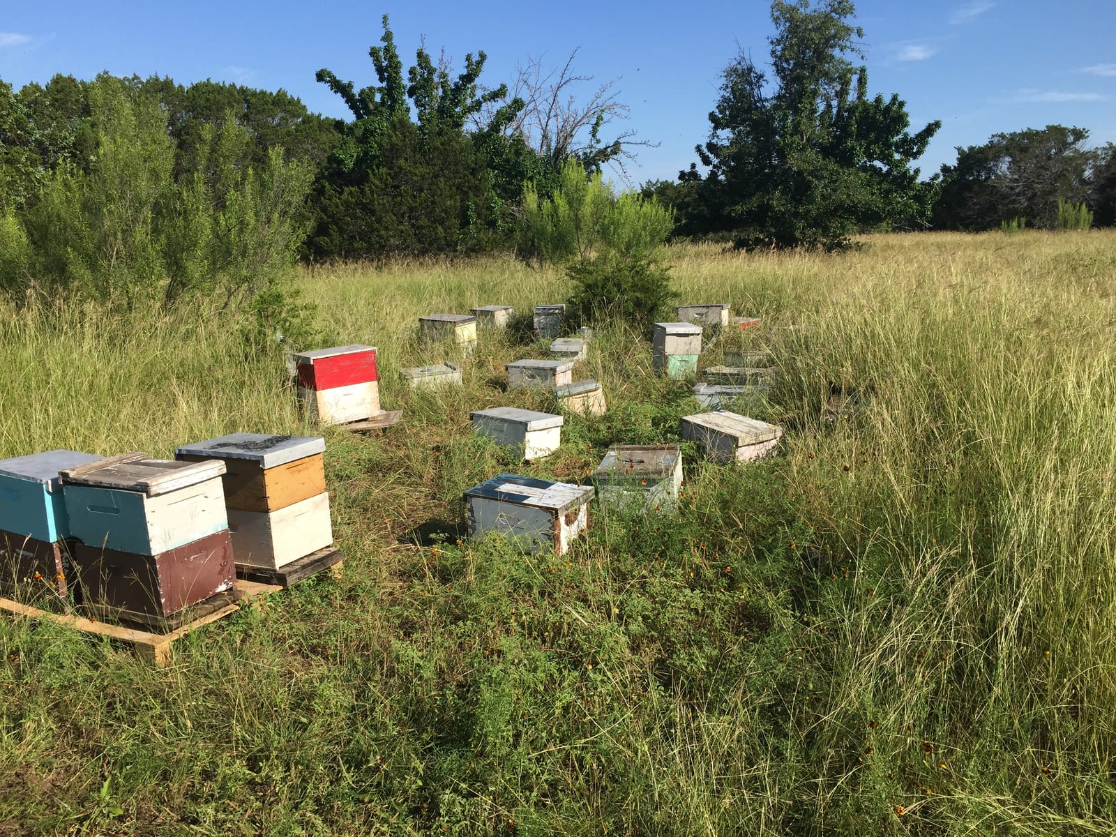 Mike's Bees hives in a Central Texas field